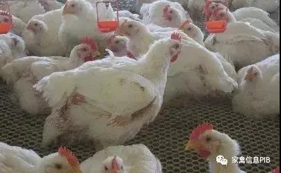  肉鸡价钱走高，年底或将泛起下降