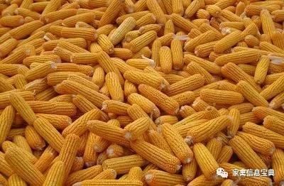 新玉米对蛋鸡、肉鸡等家禽，有哪些危害？