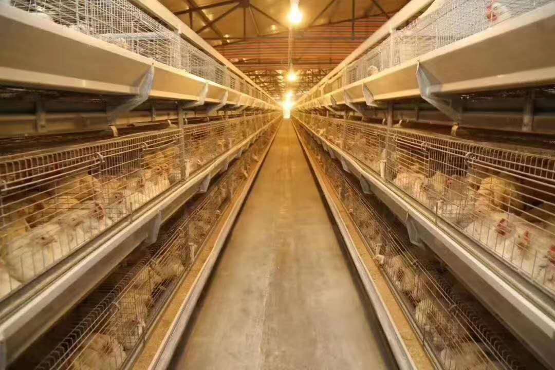 2020年7月1日饲料周全禁抗，得了大肠杆菌怎么办？