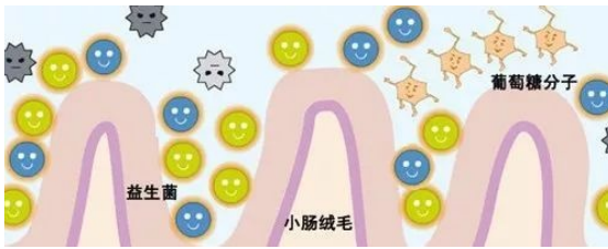  永乐高知识科普：正常菌PK外袭菌